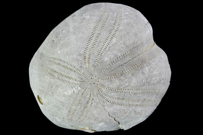 Toxaster Fossil Echinoid (Sea Urchin) - Agadir, Morocco #90641